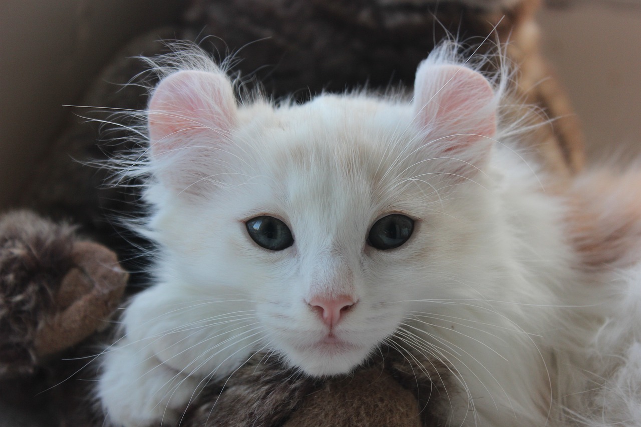 The Gentle Nature of the American Curl